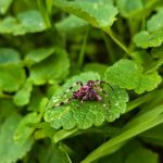 ¡Las libélulas no! Están en peligro de extinción por este motivo