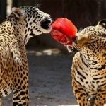Tunden a Citlalli Hernández por foto en tienda Apple Antara de Polanco
